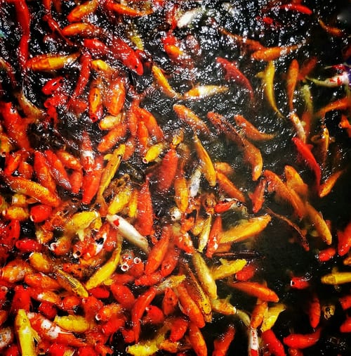 Triple Szechuan